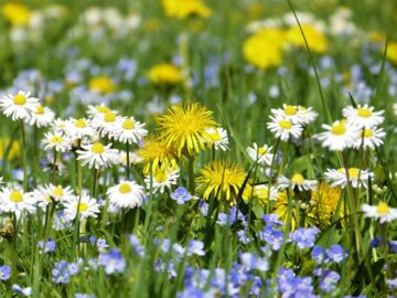 meadow-4792647_1920.jpg